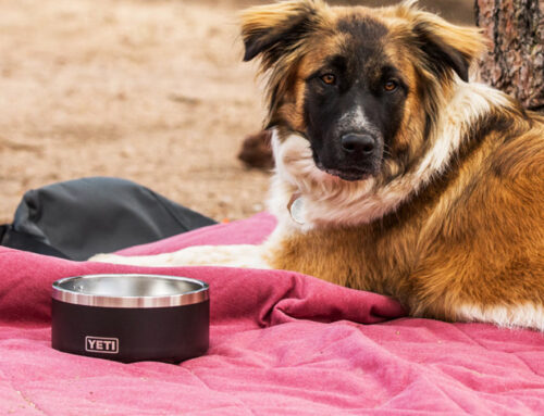 YETI Boomer Dog Bowl, The Best Double Wall Stainless Steel Pet Bowl