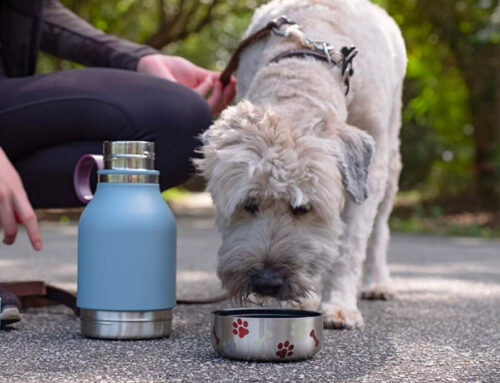 Asobu Detachable Pet Bowl Bottle