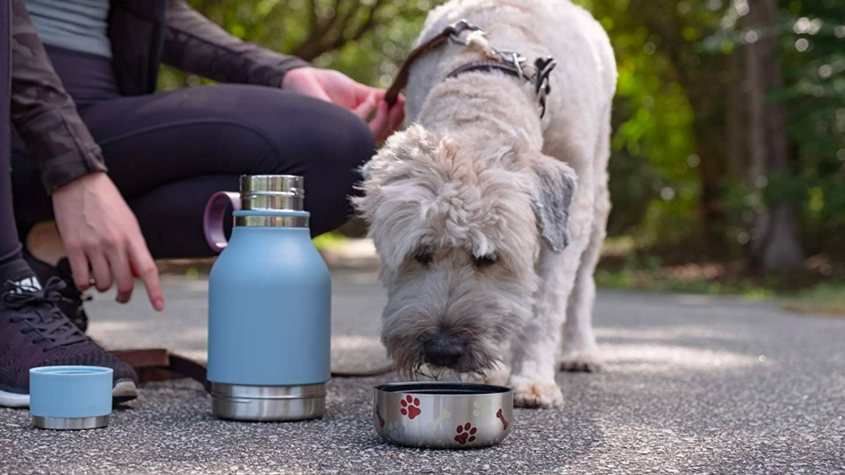 Insulated Stainless Double Wall Dog Travel Water Bottle