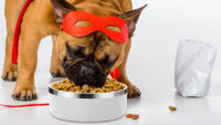 how to choose best dog bowls