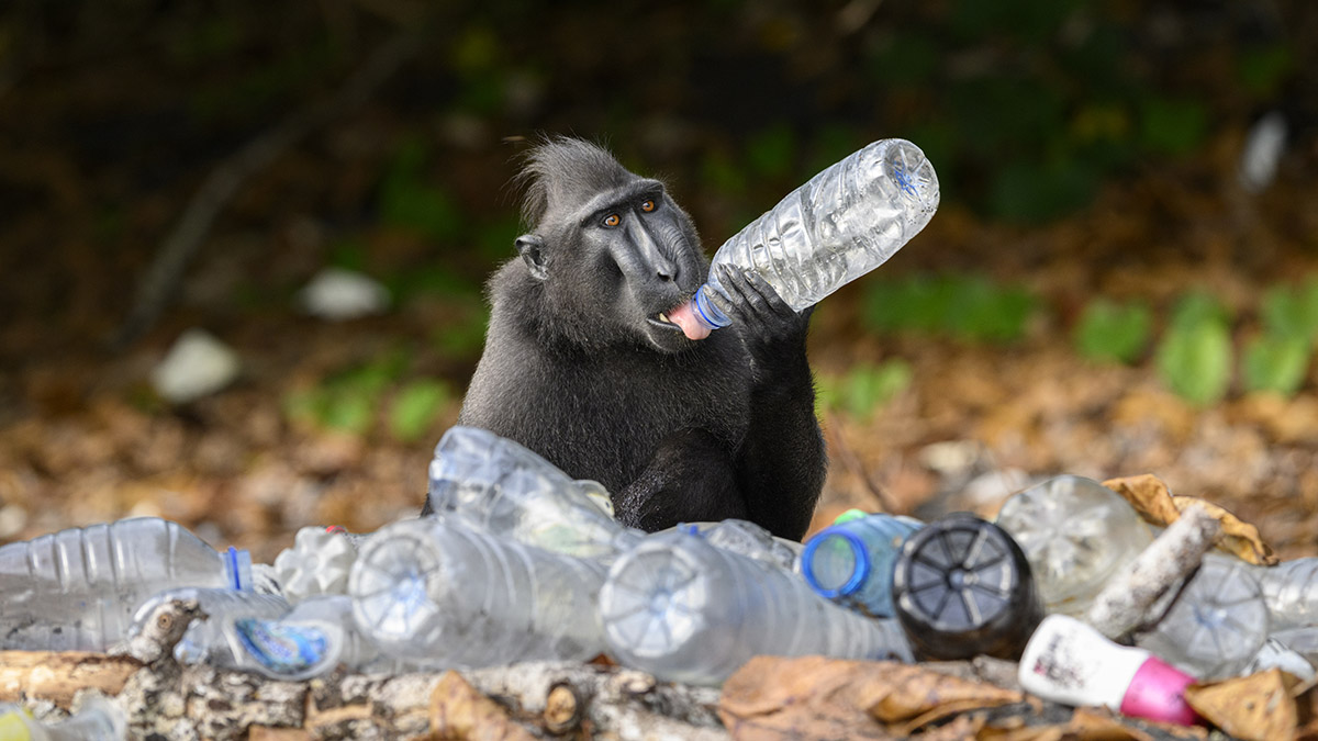 plastic crisis in national parks